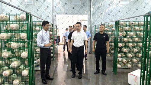 巴南区委书记何友生 建立健全常态化长效化的监管机制,确保问题及时整改凤凰网重庆