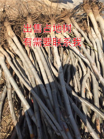 双鸭山供应核桃苗产品介绍