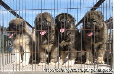 双鸭山哪里有卖肉狗的、肉狗价格、肉狗品种_农副产品_世界工厂网